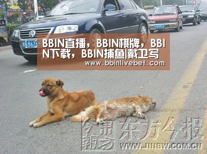 BBIN直播，BBIN棋牌，BBIN下载，BBIN捕鱼